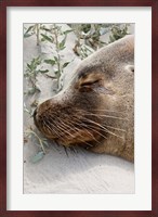 Australian Sea Lion, Seal Bay Conservation Park,  South Australia Fine Art Print