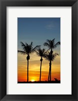 Beach, Palm trees, Mindil Beach, Darwin, Australia Fine Art Print