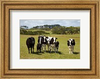 Cows, Farmland, Marrawah, Tasmania, Australia Fine Art Print