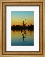 Dead trees, Lily Creek Lagoon, Lake Kununurra, Australia Fine Art Print
