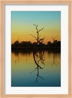 Dead trees, Lily Creek Lagoon, Lake Kununurra, Australia Fine Art Print
