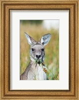 Eastern grey kangaroo eating, Australia Fine Art Print