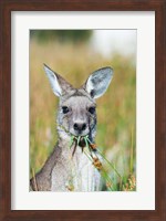 Eastern grey kangaroo eating, Australia Fine Art Print