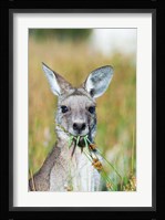 Eastern grey kangaroo eating, Australia Fine Art Print