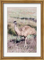 Emu wildlife, Australia Fine Art Print