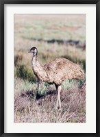 Emu wildlife, Australia Fine Art Print
