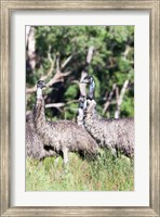 Emu wildlife, Victoria, Australia Fine Art Print