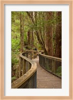 Footpath Through Forest to Newdegate Cave, Tasmania, Australia Fine Art Print