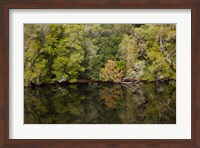Forest, Gordon Wild Rivers National Park, Australia Fine Art Print