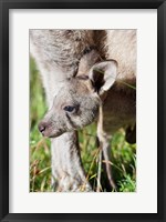 Head of Eastern grey kangaroo, Australia Fine Art Print