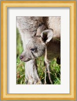 Head of Eastern grey kangaroo, Australia Fine Art Print