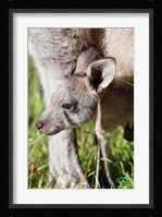 Head of Eastern grey kangaroo, Australia Fine Art Print