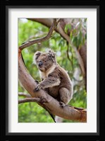 Koala wildlife in tree, Australia Fine Art Print