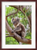 Koala wildlife in tree, Australia Fine Art Print