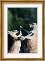 Pair of Eastern grey kangaroo, Australia Fine Art Print