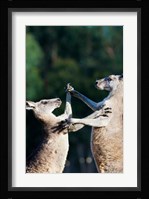 Pair of Eastern grey kangaroo, Australia Fine Art Print