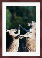 Pair of Eastern grey kangaroo, Australia Fine Art Print