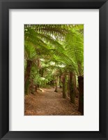 Path to St Columba Falls State Reserve, Australia Fine Art Print