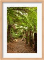 Path to St Columba Falls State Reserve, Australia Fine Art Print