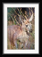 Red kangaroo (Macropus rufus), Australia Fine Art Print