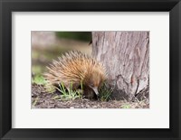 Short-beaked Echidna wildlife, Australia Fine Art Print