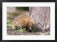 Short-beaked Echidna wildlife, Australia Fine Art Print