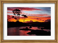 Sunset, Gum Tree, Binalong Bay, Bay of Fires, Australia Fine Art Print