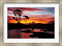 Sunset, Gum Tree, Binalong Bay, Bay of Fires, Australia Fine Art Print
