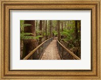 Tall Trees Walk, Mount Field National Park, Tasmania, Australia Fine Art Print