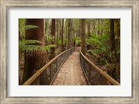 Tall Trees Walk, Mount Field National Park, Tasmania, Australia Fine Art Print