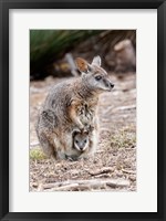 Tammar wallaby wildlife, Australia Fine Art Print