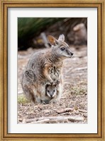 Tammar wallaby wildlife, Australia Fine Art Print