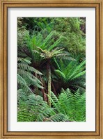 Tree Fern in Melba Gully, Great Otway NP, Victoria, Australia Fine Art Print