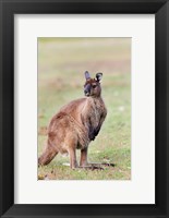 Western grey kangaroo, Australia Fine Art Print