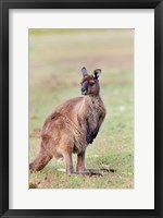 Western grey kangaroo, Australia Fine Art Print