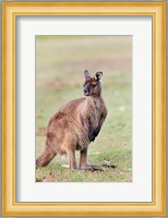 Western grey kangaroo, Australia Fine Art Print