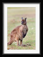 Western grey kangaroo, Australia Fine Art Print