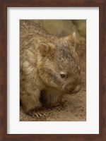 Common Wombat, Marsupial, Australia Fine Art Print