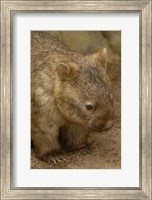 Common Wombat, Marsupial, Australia Fine Art Print