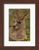 Eastern Grey Kangaroo resting, Queensland, Australia Fine Art Print