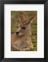 Eastern Grey Kangaroo resting, Queensland, Australia Fine Art Print