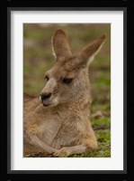 Eastern Grey Kangaroo resting, Queensland, Australia Fine Art Print