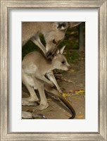 Eastern Grey Kangaroo with baby, Queensland AUSTRALIA Fine Art Print