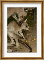 Eastern Grey Kangaroo with baby, Queensland AUSTRALIA Fine Art Print