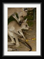 Eastern Grey Kangaroo with baby, Queensland AUSTRALIA Fine Art Print