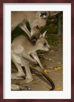 Eastern Grey Kangaroo with baby, Queensland AUSTRALIA Fine Art Print