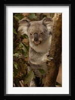 Koala bear, Lone Pine Koala Sanctuary, AUSTRALIA Fine Art Print