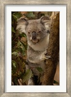 Koala bear, Lone Pine Koala Sanctuary, AUSTRALIA Fine Art Print