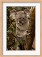 Koala bear, Lone Pine Koala Sanctuary, AUSTRALIA Fine Art Print