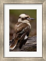 Laughing kookaburra bird, Stradbroke Island, Australia Fine Art Print